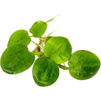 Produktbild von Dennerle Plants Limnobium laevigatum 1 Stück