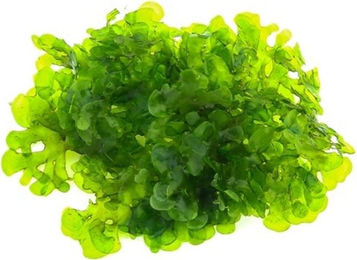 Dennerle Plants Lomariopsis lineata 1 Stück – Bild 1 von 1