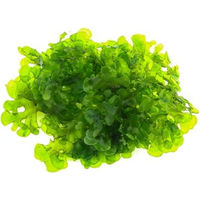 Produktbild von Dennerle Plants Lomariopsis lineata 1 Stück
