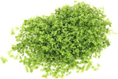 Dennerle Plants Micranthemum tweediei Montecarlo Aquarienpflanze 10 x 15 cm Pad – Bild 1 von 5