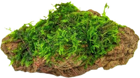 Dennerle Plants Moosstein Grün 7 x 4 x 5 cm – Bild 1 von 2