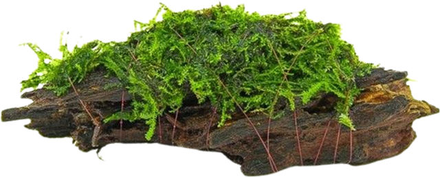 Dennerle Plants Mooswurzel Naturholz für Süßwasser Aquarien 10 x 3 x 4 cm – Bild 1 von 2