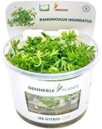 Dennerle Plants Ranunculus inundatus Wasserpflanze im Cup – Bild 1 von 4