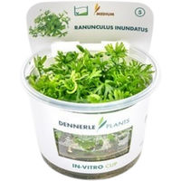 Produktbild von Dennerle Plants Ranunculus inundatus Wasserpflanze im Cup