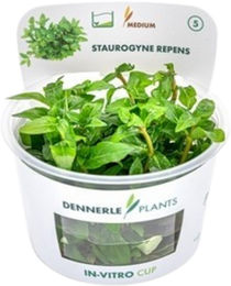 Dennerle Plants Staurogyne repens In-Vitro Aquarienpflanze im Cup – Bild 1 von 6