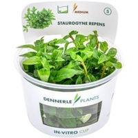 Produktbild von Dennerle Plants Staurogyne repens In-Vitro Aquarienpflanze im Cup