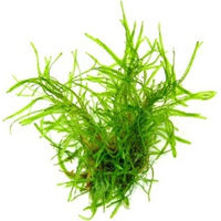 Produktbild von Dennerle Plants Taxiphyllum alternans Taiwan 1 Stück