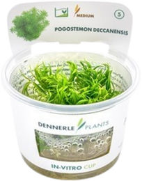 Dennerle Pogostemon deccanensis Aquarienpflanze In-Vitro Cup – Bild 1 von 5