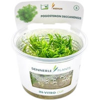 Produktbild von Dennerle Pogostemon deccanensis Aquarienpflanze In-Vitro Cup