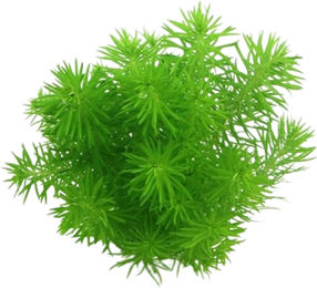 Dennerle Pogostemon deccanensis Lebende Aquarienpflanze im Topf – Bild 1 von 4