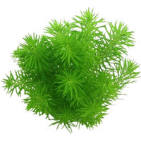 Produktbild von Dennerle Pogostemon deccanensis Lebende Aquarienpflanze im Topf
