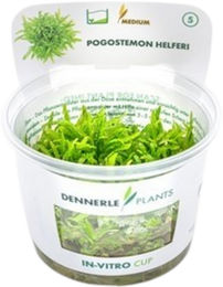 Dennerle Pogostemon helferi In-Vitro Aquarienpflanze – Bild 1 von 5