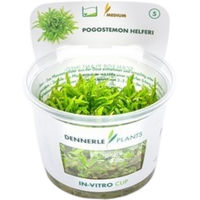 Produktbild von Dennerle Pogostemon helferi In-Vitro Aquarienpflanze