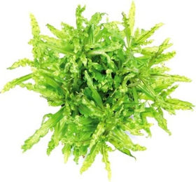 Dennerle Pogostemon helferi Lebende Aquarienpflanze im Topf – Bild 1 von 6