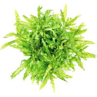 Produktbild von Dennerle Pogostemon helferi Lebende Aquarienpflanze im Topf