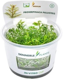 Dennerle Proserpinaca palustris Aquarienpflanze In-Vitro Cup - 1 Stk. – Bild 1 von 3
