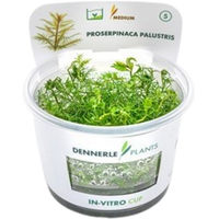 Produktbild von Dennerle Proserpinaca palustris Aquarienpflanze In-Vitro Cup - 1 Stk.