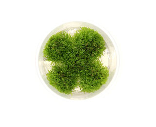Dennerle Riccardia chamedryfolia In-Vitro Aquarienpflanze im Cup – Bild 1 von 5