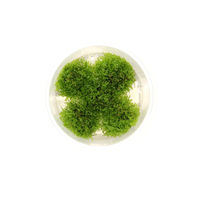Produktbild von Dennerle Riccardia chamedryfolia In-Vitro Aquarienpflanze im Cup