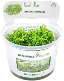 Dennerle Riccia fluitans Aquarienpflanze in der Cup – Bild 1 von 5