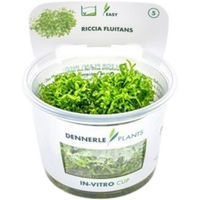 Produktbild von Dennerle Riccia fluitans Aquarienpflanze in der Cup
