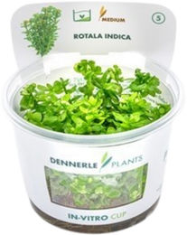 Dennerle Rotala indica Aquarienpflanze in der Schale – Bild 1 von 6