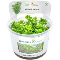 Produktbild von Dennerle Rotala indica Aquarienpflanze in der Schale