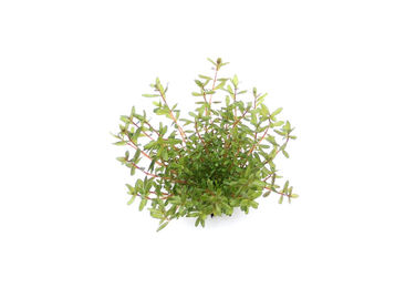 Produktbild von Dennerle Rotala rotundifolia Laos Aquarienpflanze im Topf
