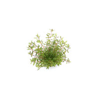 Produktbild von Dennerle Rotala rotundifolia Laos Aquarienpflanze im Topf