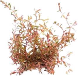 Dennerle Rotala rotundifolia sp. H'Ra lebende Aquarienpflanze im Topf – Bild 1 von 3