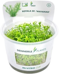 Dennerle Rotala sp. Wayanad In-Vitro Aquarienpflanze im Cup – Bild 1 von 4