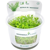 Produktbild von Dennerle Rotala sp. Wayanad In-Vitro Aquarienpflanze im Cup
