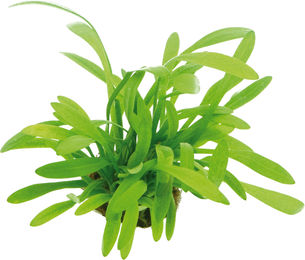Dennerle Sagittaria subulata var. pusilla Lebende Pflanze Grün 1 Stück – Bild 1 von 4