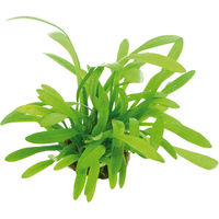Produktbild von Dennerle Sagittaria subulata var. pusilla Lebende Pflanze Grün 1 Stück