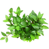Produktbild von Dennerle Staurogyne repens Aquarienpflanze im Topf