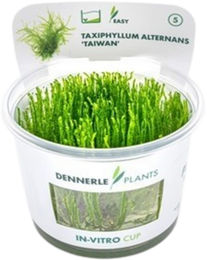 Dennerle Taxiphyllum alternans Taiwan Aquarienpflanze in der Cup – Bild 1 von 4