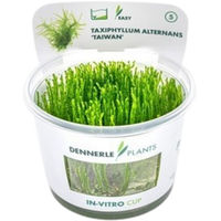 Produktbild von Dennerle Taxiphyllum alternans Taiwan Aquarienpflanze in der Cup