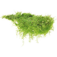 Produktbild von Dennerle Taxiphyllum barbieri In-Vitro Aquarienpflanze