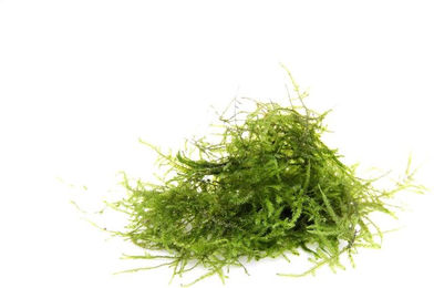 Dennerle Taxiphyllum barbieri Wasserpflanze für Aquarien 1 Stück – Bild 1 von 1