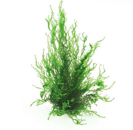 Produktbild von Dennerle Taxiphyllum sp. Flammenmoos In-Vitro Lebende Aquarienpflanze Grün