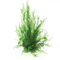 Produktbild von Dennerle Taxiphyllum sp. Flammenmoos In-Vitro Lebende Aquarienpflanze Grün