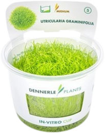 Dennerle Utricularia graminifolia In-Vitro Aquarienpflanze in Schale – Bild 1 von 5