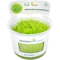 Produktbild von Dennerle Utricularia graminifolia In-Vitro Aquarienpflanze in Schale