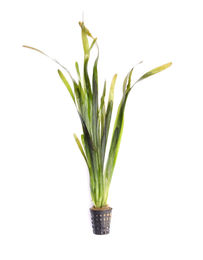 Produktbild von Dennerle Vallisneria australis Gigantea Lebende Aquarienpflanze im Topf