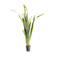 Produktbild von Dennerle Vallisneria australis Gigantea Lebende Aquarienpflanze im Topf