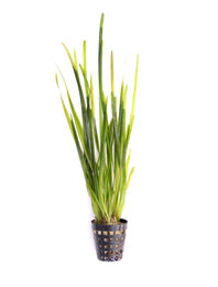 Produktbild von Dennerle Vallisneria spiralis Wasserpflanze im Topf