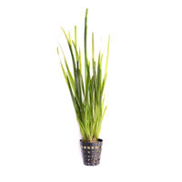 Produktbild von Dennerle Vallisneria spiralis Wasserpflanze im Topf