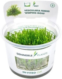 Dennerle Vesicularia ferriei Aquarienpflanze In-Vitro – Bild 1 von 5