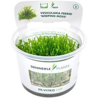 Produktbild von Dennerle Vesicularia ferriei Aquarienpflanze In-Vitro