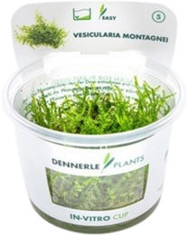Dennerle Vesicularia montagnei Moos In-Vitro 1 Stück – Bild 1 von 5